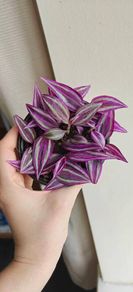 Tradescantia Pink Paradise plant