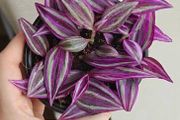 Tradescantia Pink Paradise plant