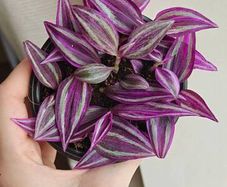 Tradescantia Pink Paradise plant