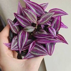 Tradescantia Pink Paradise plant