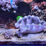 Marine Tank Image 9