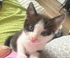 Adoption