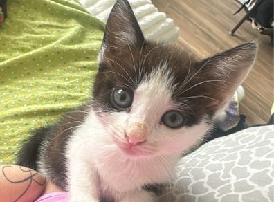 Adoption