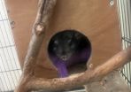 chinchilla with cage