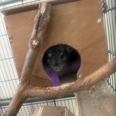chinchilla with cage