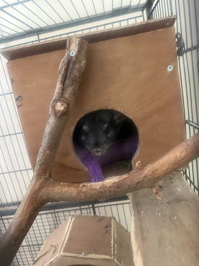 chinchilla with cage