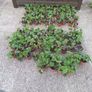 Organic strawberries Image 4