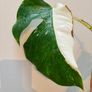 No.79 Monstera Albo Fresh cutting Image 8