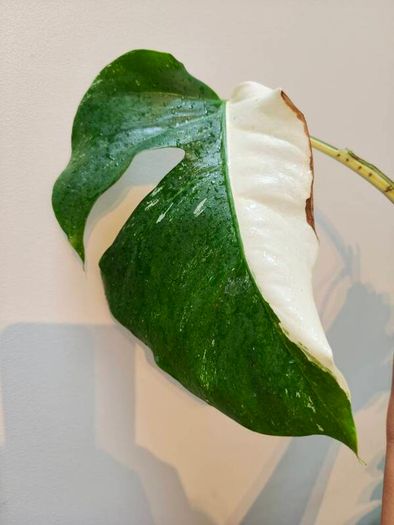 No.79 Monstera Albo Fresh cutting