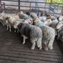 Herdwick rams Image 3