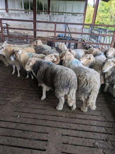 Herdwick rams