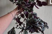 Trandescantia zebrina plant