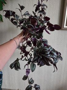 Trandescantia zebrina plant