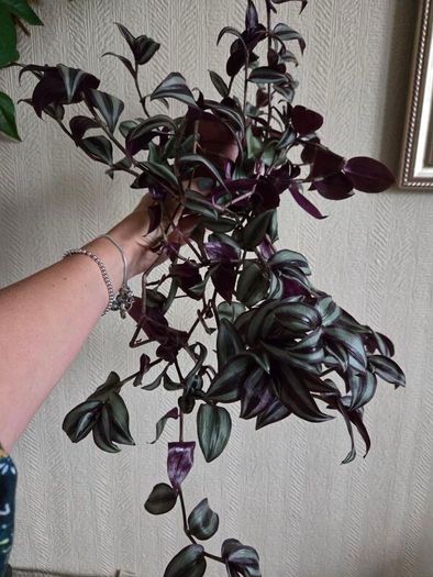 Trandescantia zebrina plant