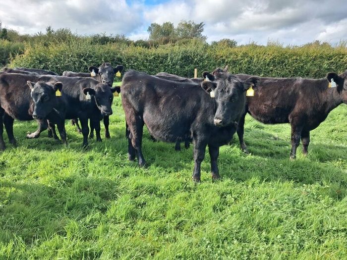 Weanlings