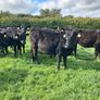 Weanlings Image 2