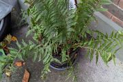 Native ferns