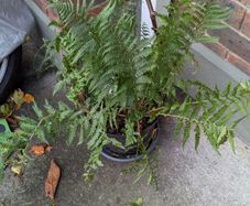 Native ferns