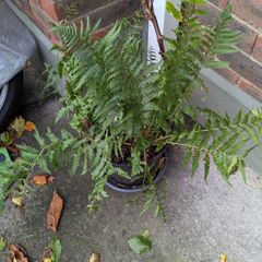 Native ferns