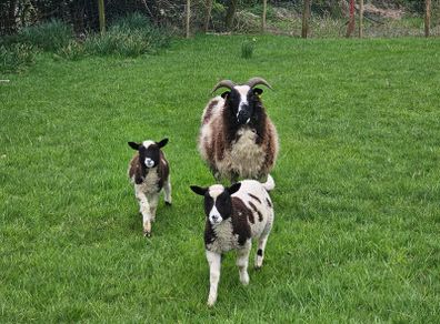 Jacob Ewe with 2 ewe lambs