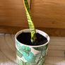 Snake Plant with printed Pot (including Pot) Image 2