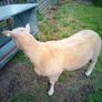 Full bred registered Hogget ram Image 2