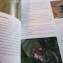 RSPB BIRDS/ Their Hidden World/ Peter Holden Image 5