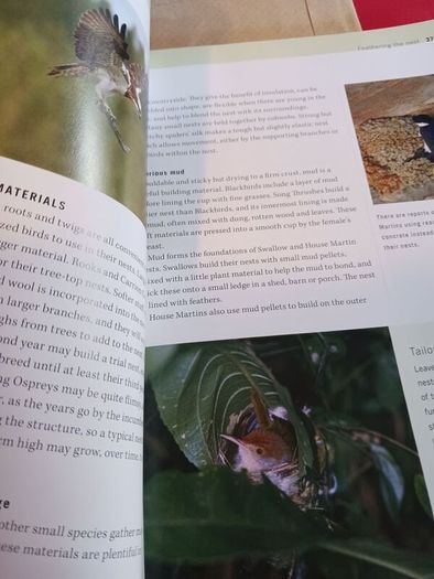 RSPB BIRDS/ Their Hidden World/ Peter Holden