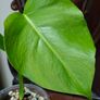 No.5 Monstera Green On Green Image 9