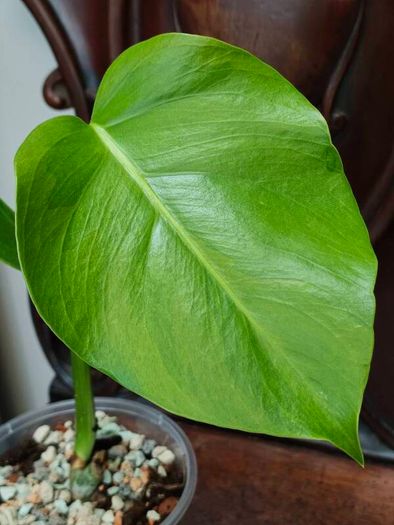 No.5 Monstera Green On Green