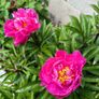 Paeonia lactiflora Image 2