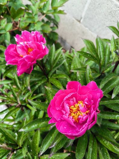 Paeonia lactiflora