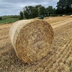 round bales wheaten straw