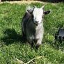FEMALE Purebred Pygmy goat Image 3