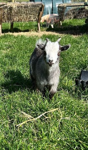 FEMALE Purebred Pygmy goat