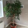 House Plant Image 2