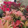 Flowering Shrubs, Two Euros Image 2