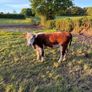 Purebred heifer Image 2