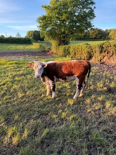 Purebred heifer