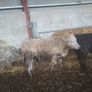 Weanling hefiers Image 3
