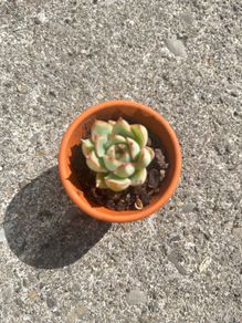 plant