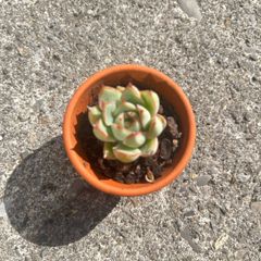 plant