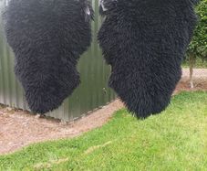 2 x Black Real Sheepskin Rugs