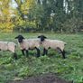 Suffolk Rams Image 6
