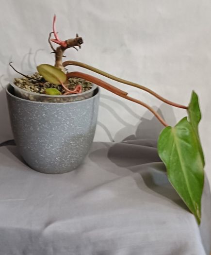 Philodendron Painted Lady
