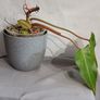 Philodendron Painted Lady Image 5