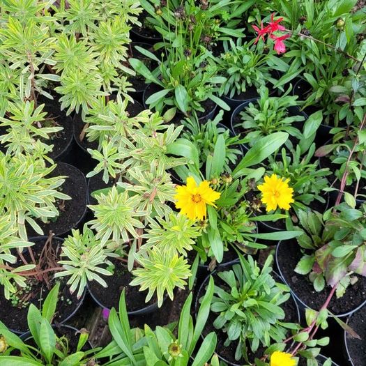 clearance of 100 plants/shrubs