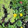 clearence of 50 plants/shrubs Image 3