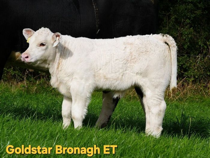 Pedigree Charolais Cattle