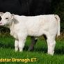 Pedigree Charolais Cattle Image 9